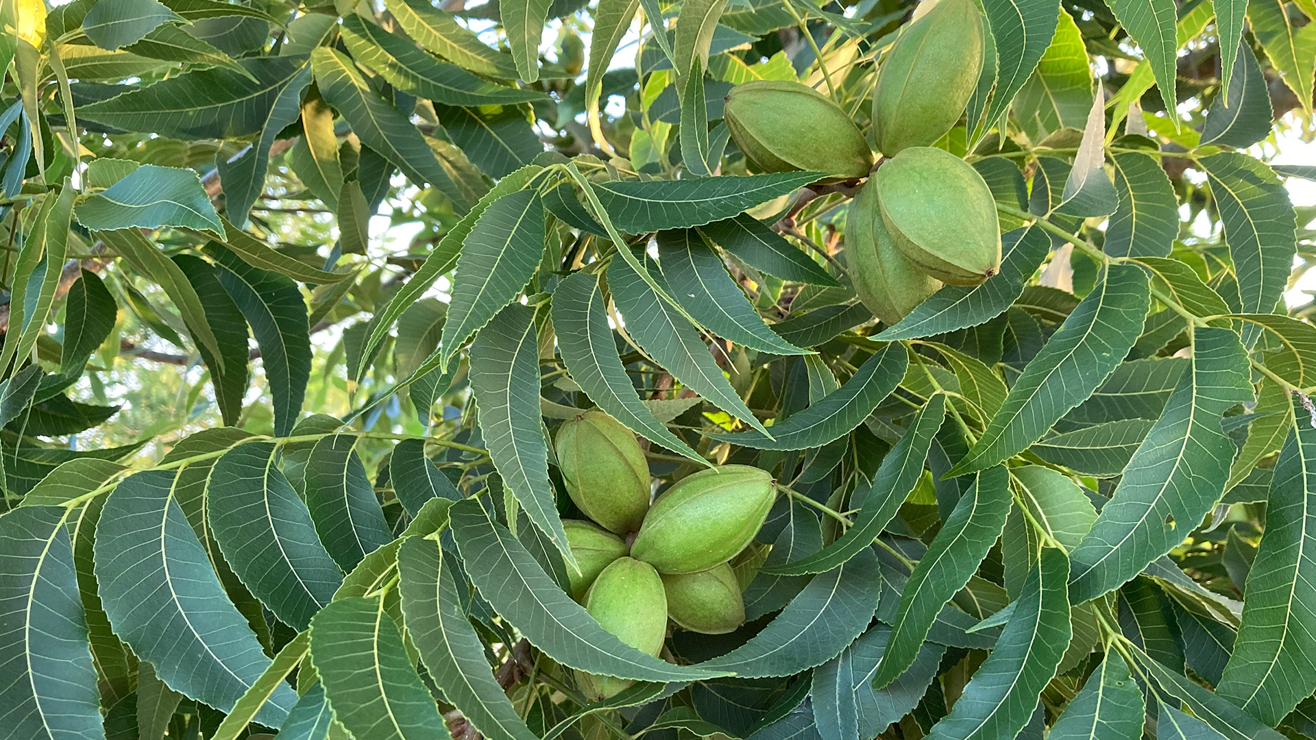 Pecans Growing